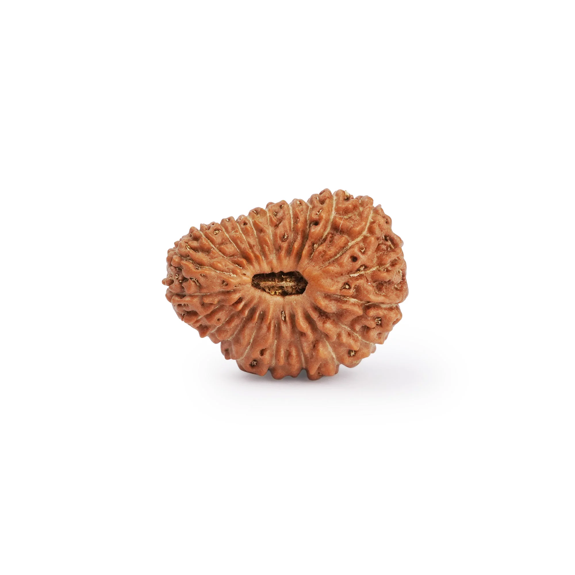 21 Mukhi Rudraksha – Original Nepali Collector Bead — Nepal photo 4