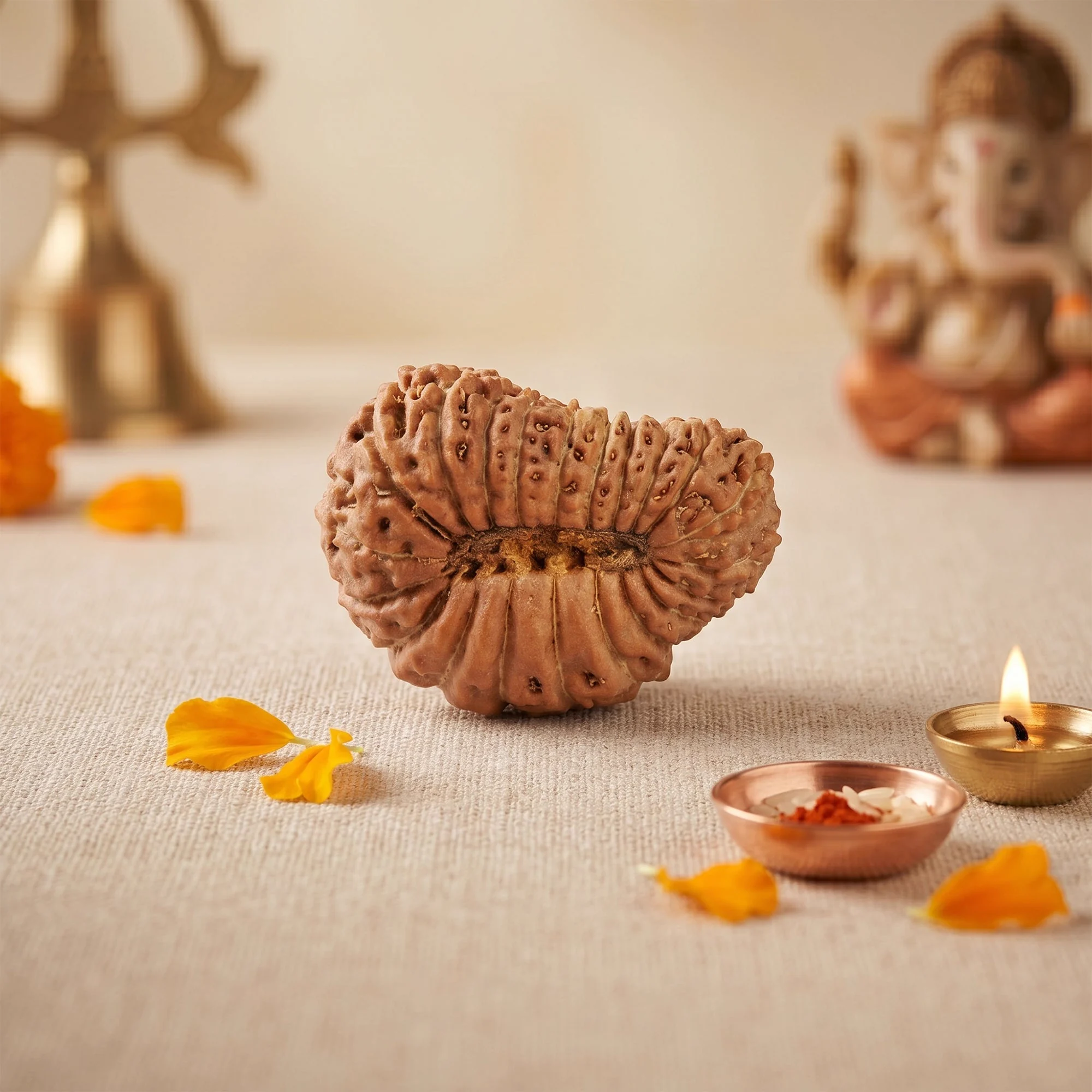 21 Mukhi Rudraksha – Original Nepali Collector Bead — Nepal photo 2