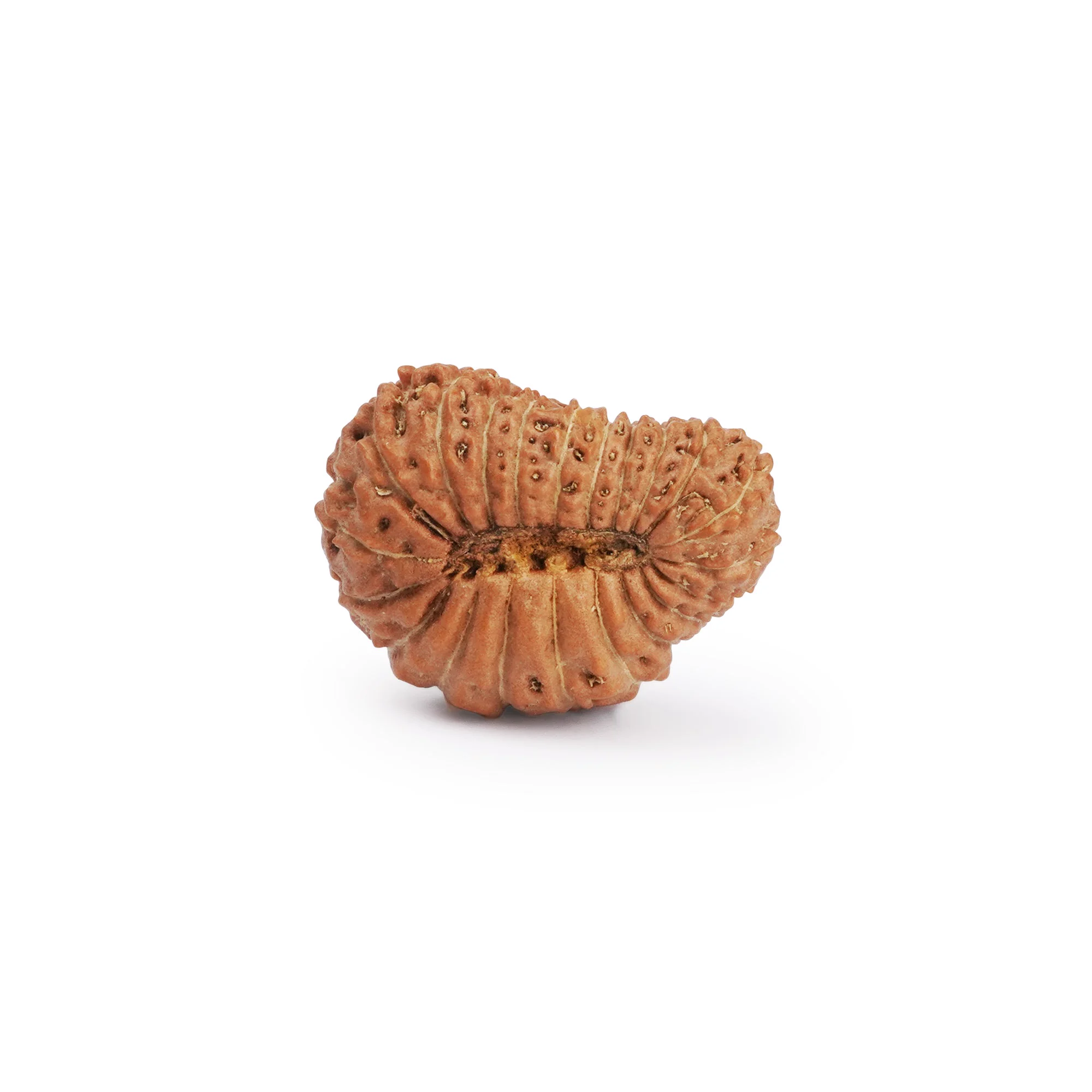 21 Mukhi Rudraksha – Original Nepali Collector Bead — Nepal photo 3