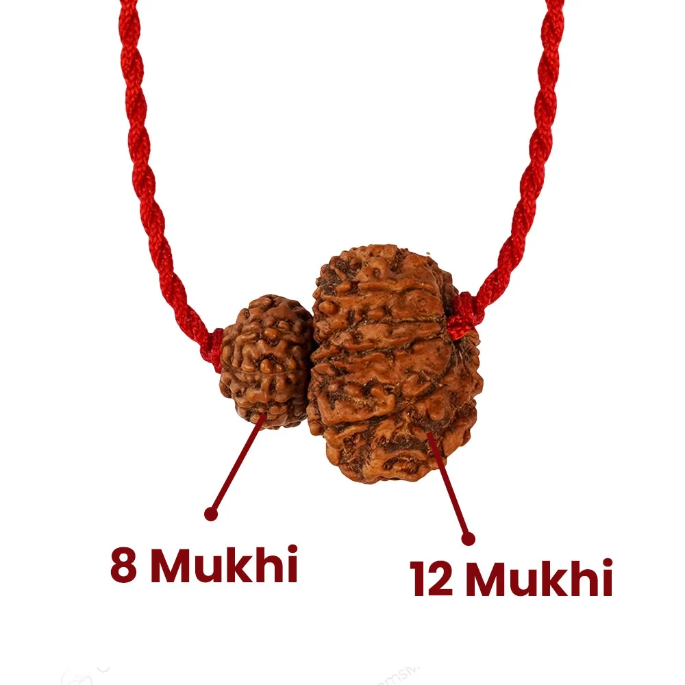 Surya-Rahu Grahan Dosh Kavach – 8 & 12 Mukhi Rudraksha — Nepal photo 3