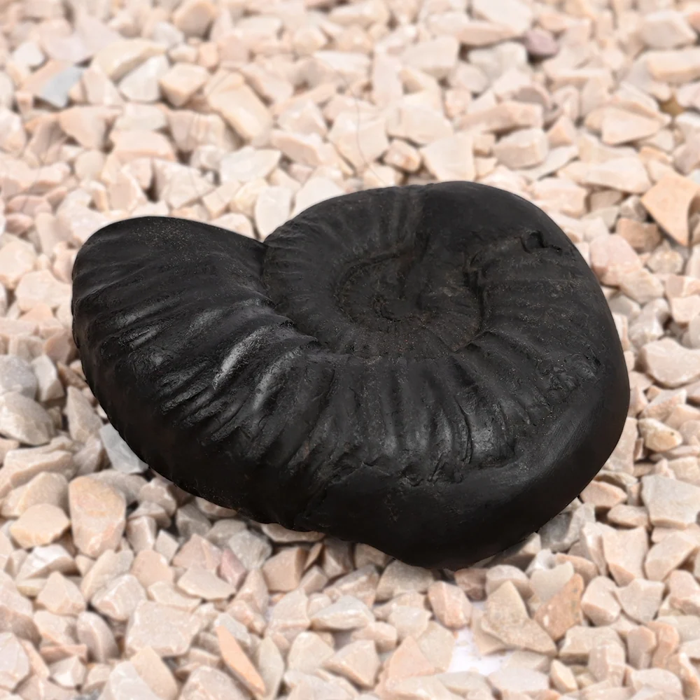 Sudarshan Shaligram Shila — 82 g — view 2