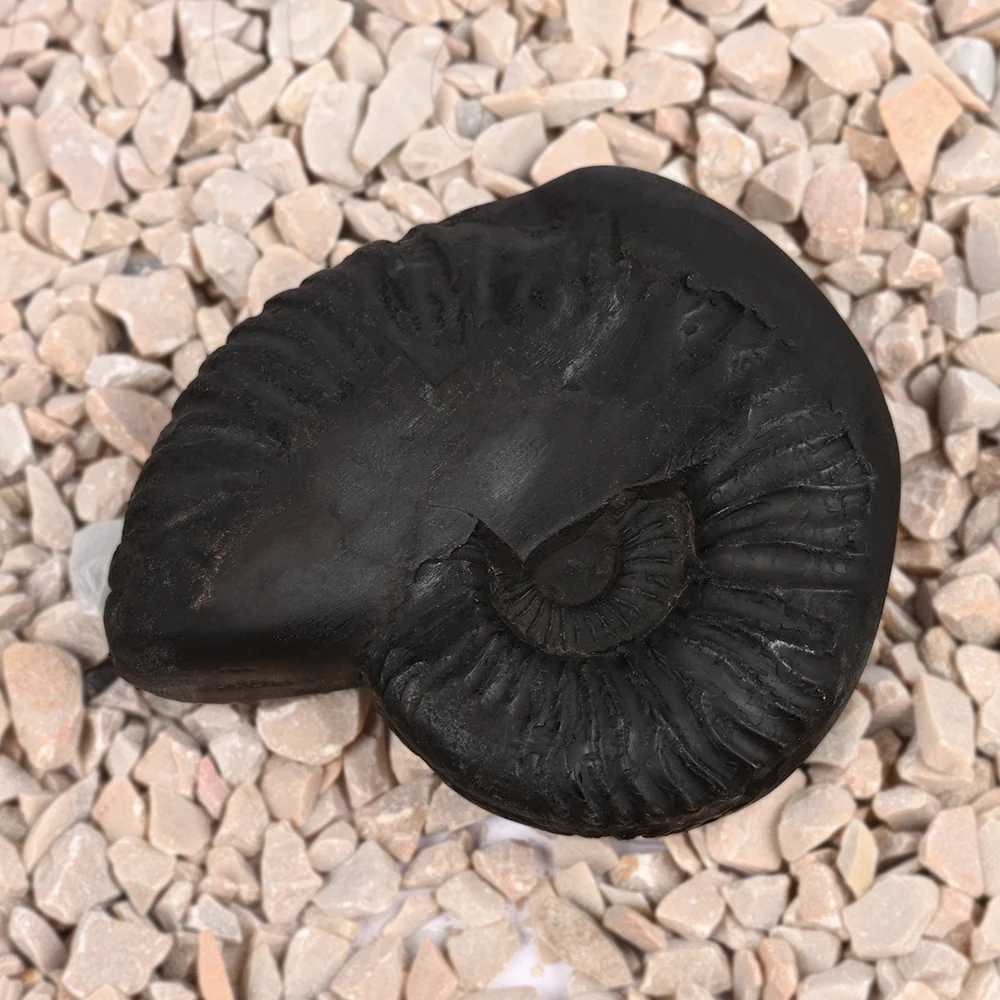 Sudarshan Shaligram Shila — 82 g — view 3