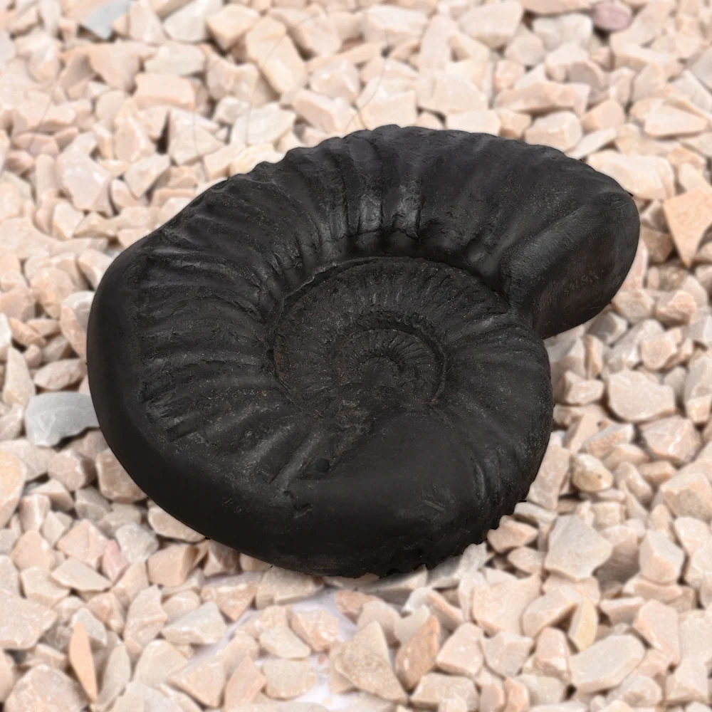 Sudarshan Shaligram Shila — 82 g — view 4