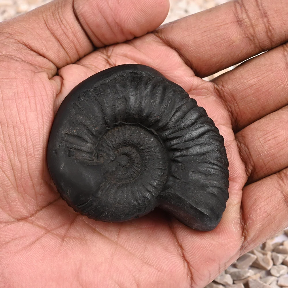 Sudarshan Shaligram Shila — 82 g — view 5