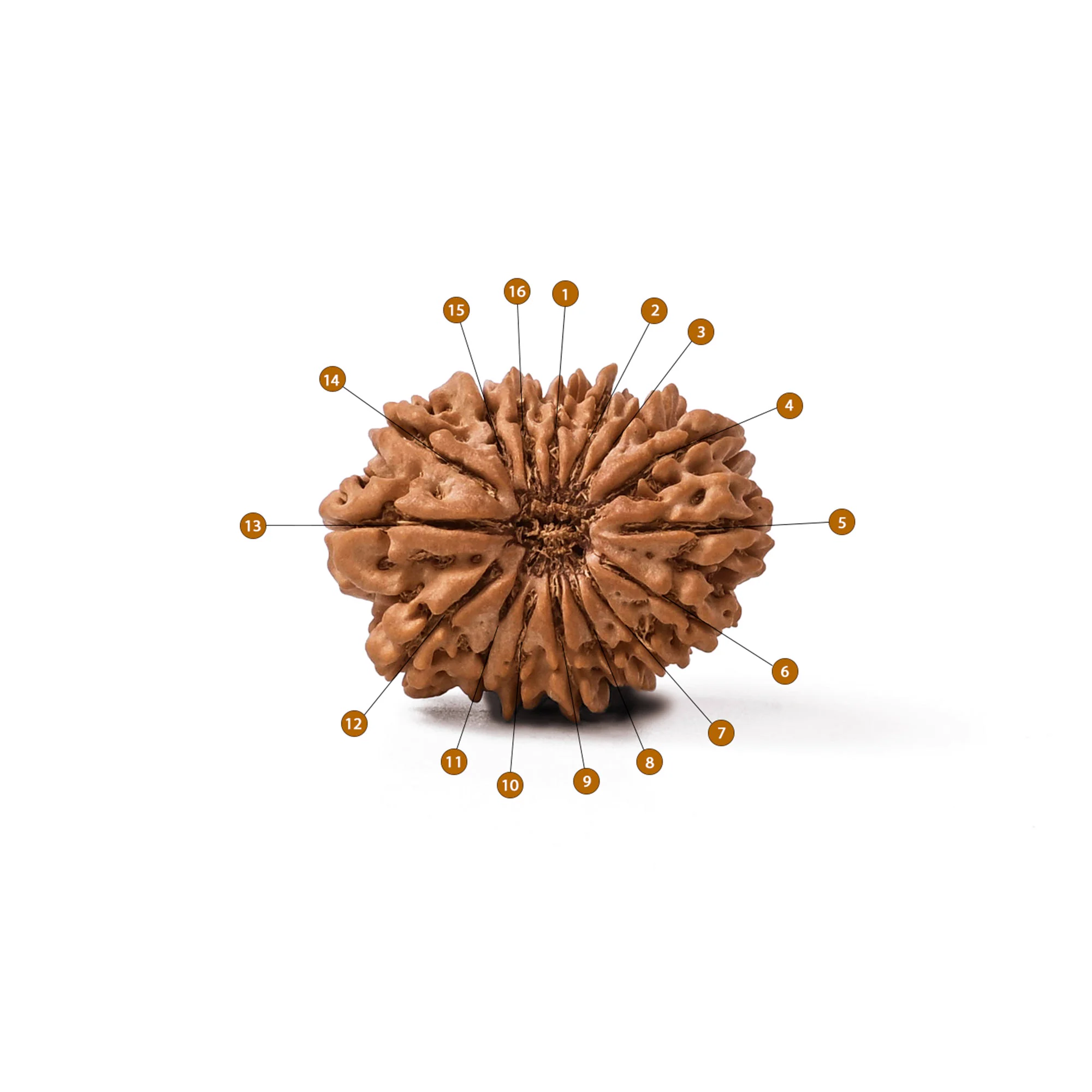 16 Mukhi Rudraksha – Original Nepali Collector Bead — Nepal photo 3