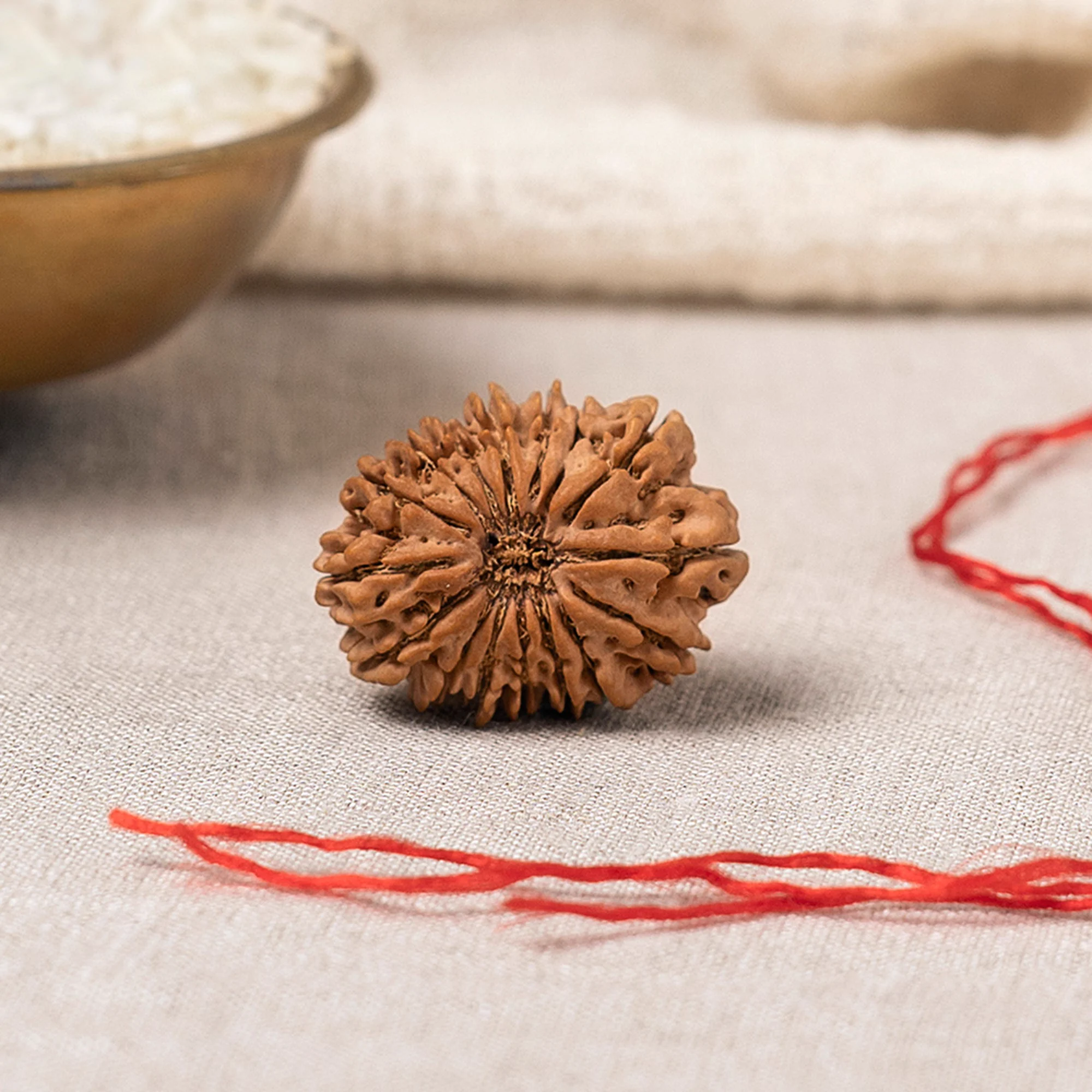 16 Mukhi Rudraksha – Original Nepali Collector Bead
