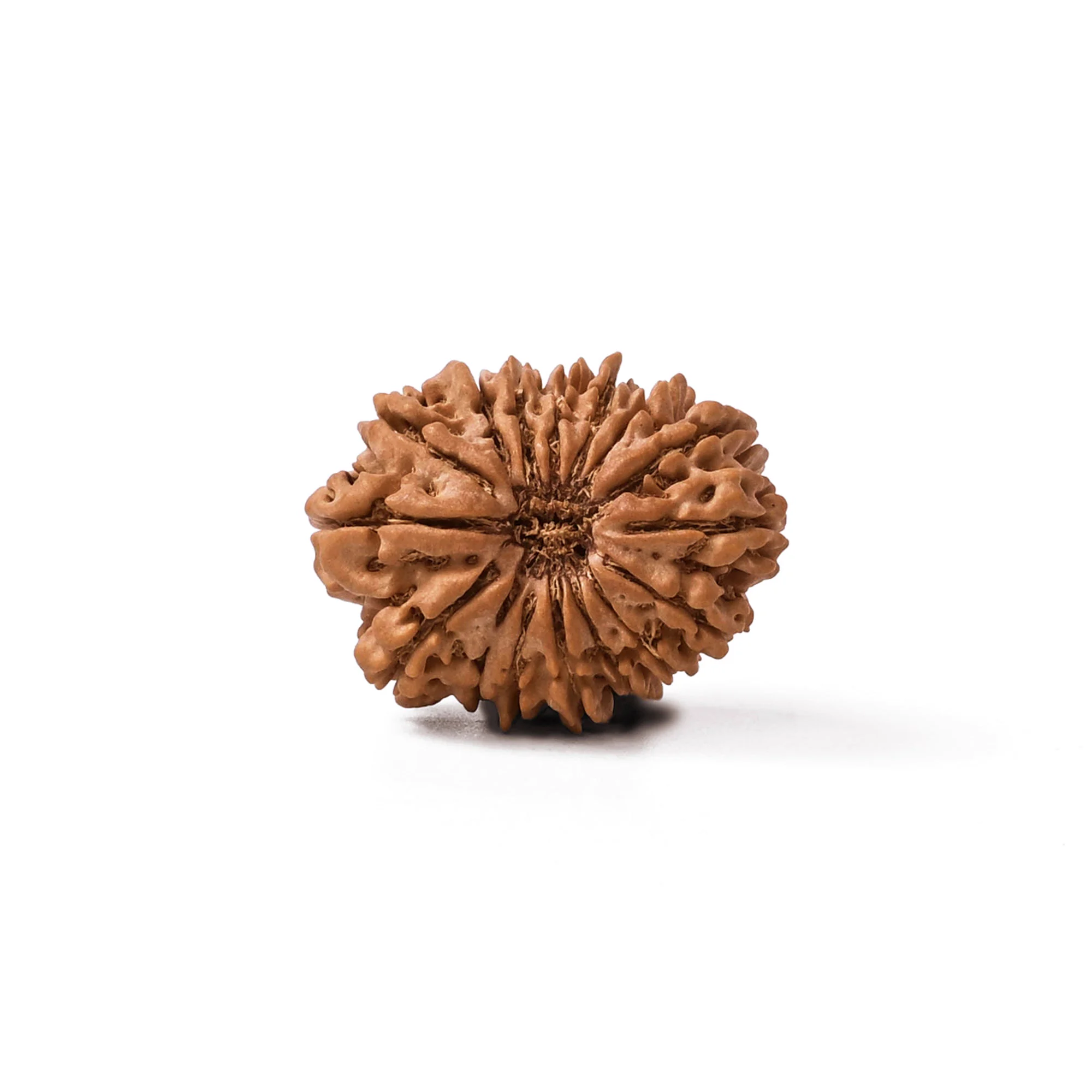 16 Mukhi Rudraksha – Original Nepali Collector Bead — Nepal photo 2