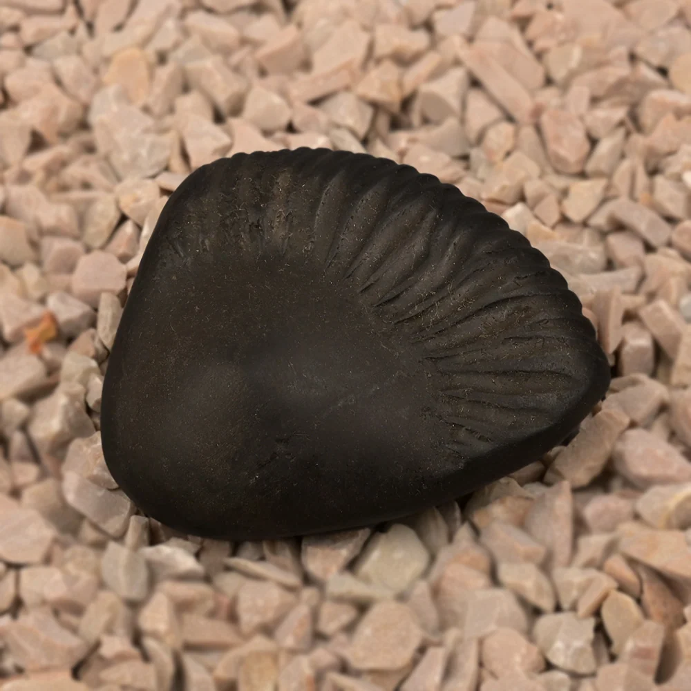 Parshuram Shaligram Shila