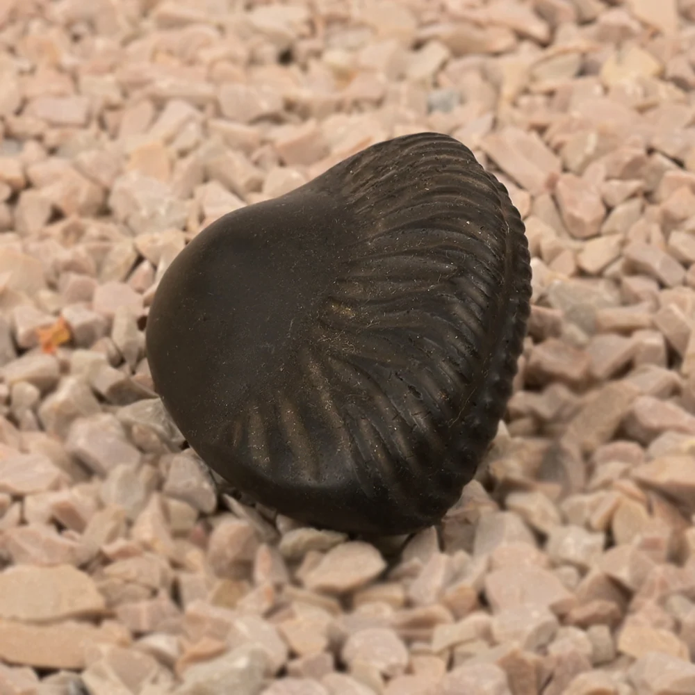 Parshuram Shaligram Shila — view 2