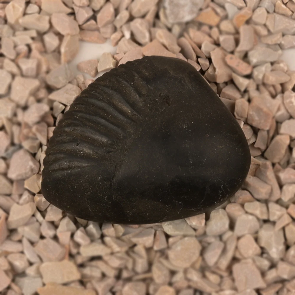 Parshuram Shaligram Shila — view 4