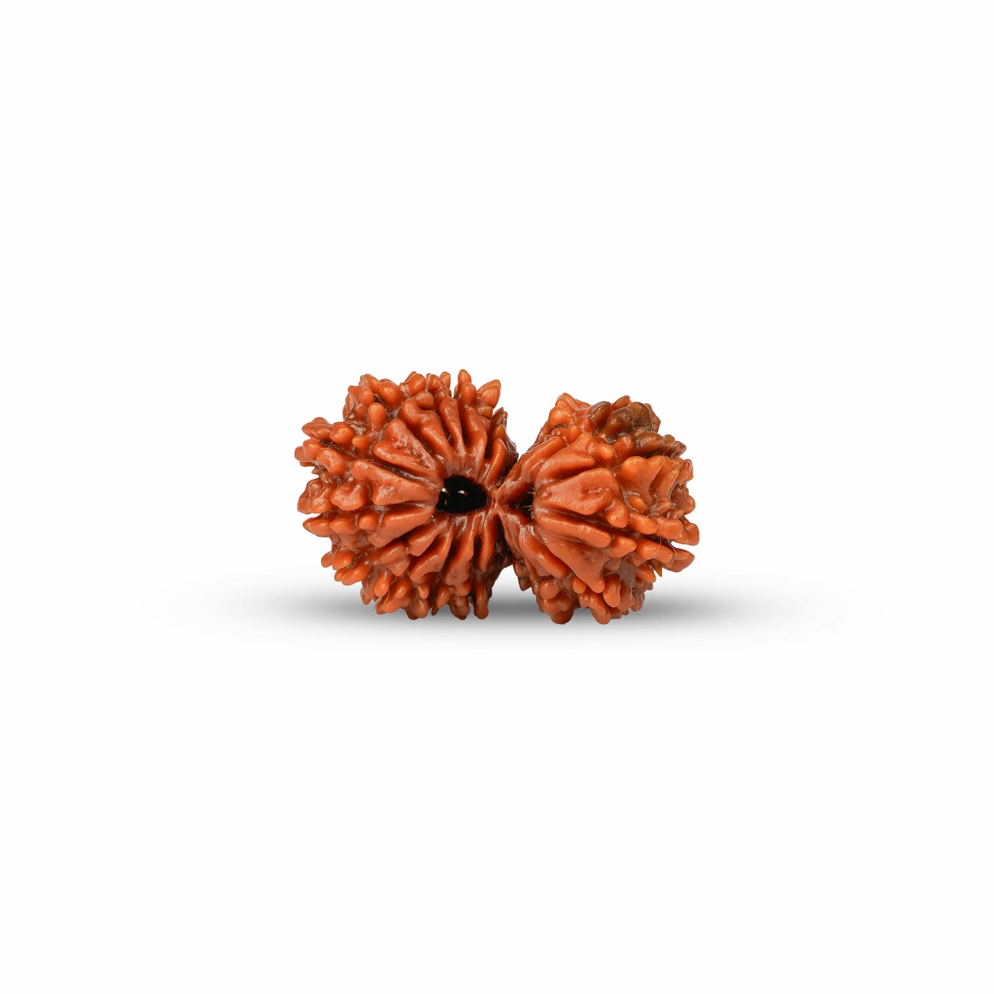18 Mukhi Gauri Shankar Rudraksha – Original Nepali Collector Bead — Nepal photo 3