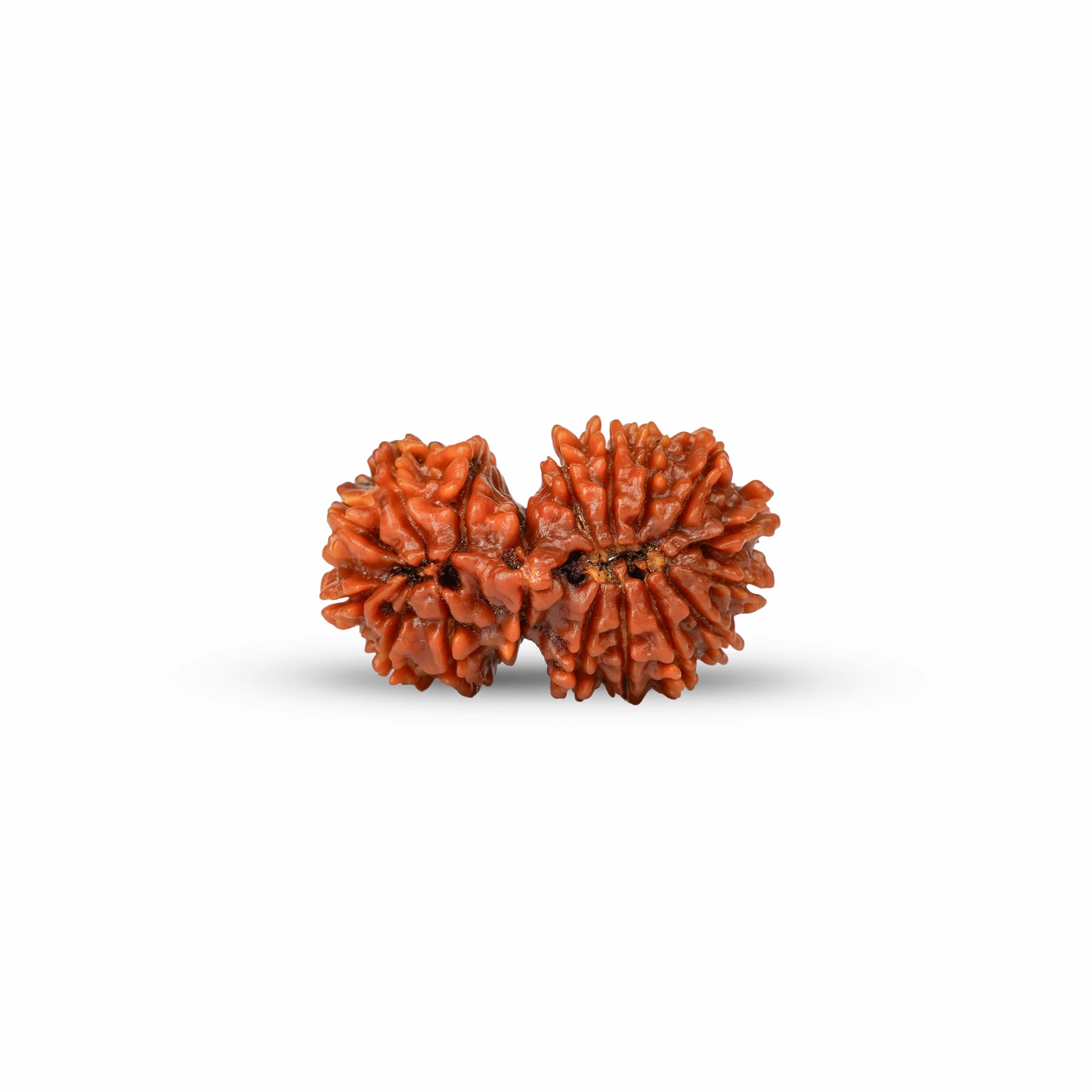 18 Mukhi Gauri Shankar Rudraksha – Original Nepali Collector Bead — Nepal photo 4