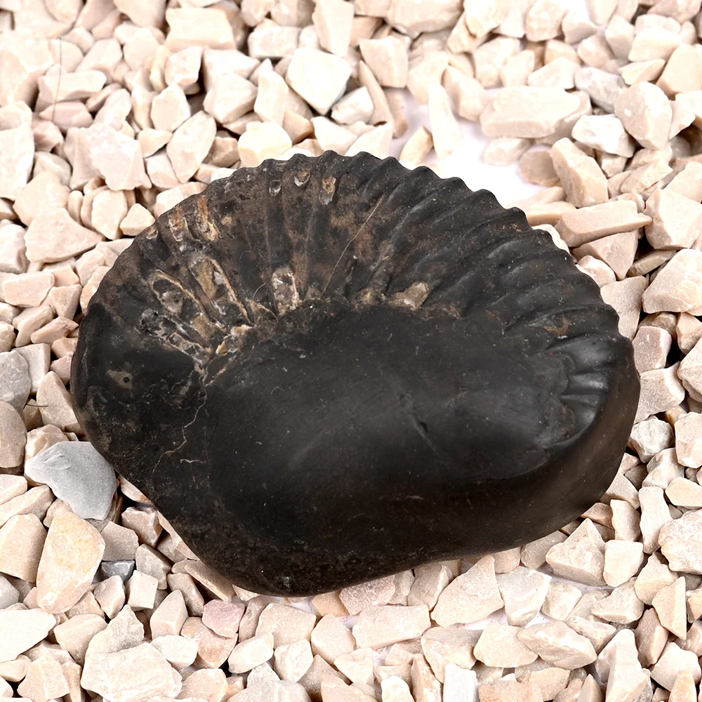 Swarna Ganesh Laxmi Shaligram Shila
