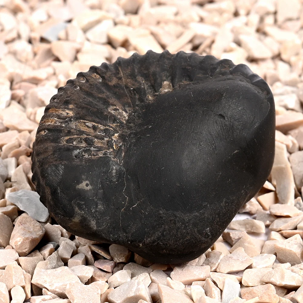 Swarna Ganesh Laxmi Shaligram Shila — view 2