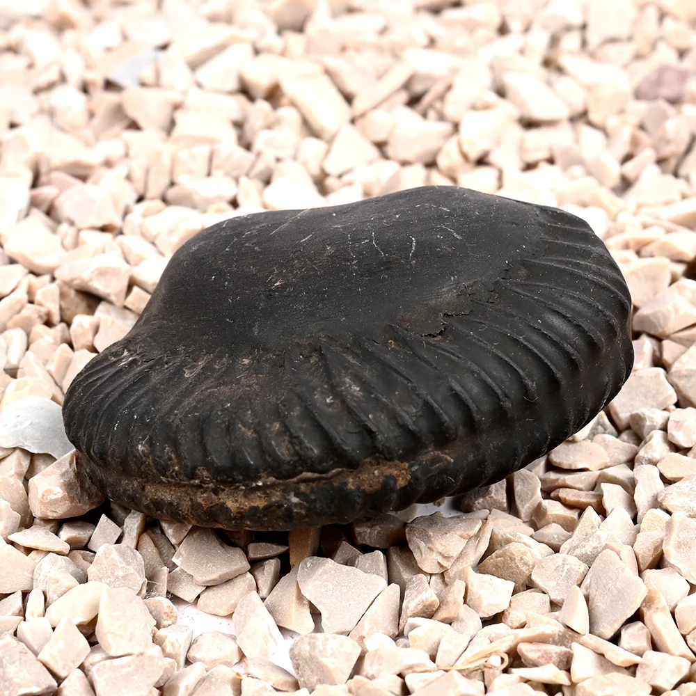 Swarna Ganesh Laxmi Shaligram Shila — view 3