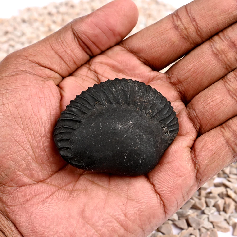 Swarna Ganesh Laxmi Shaligram Shila — view 4