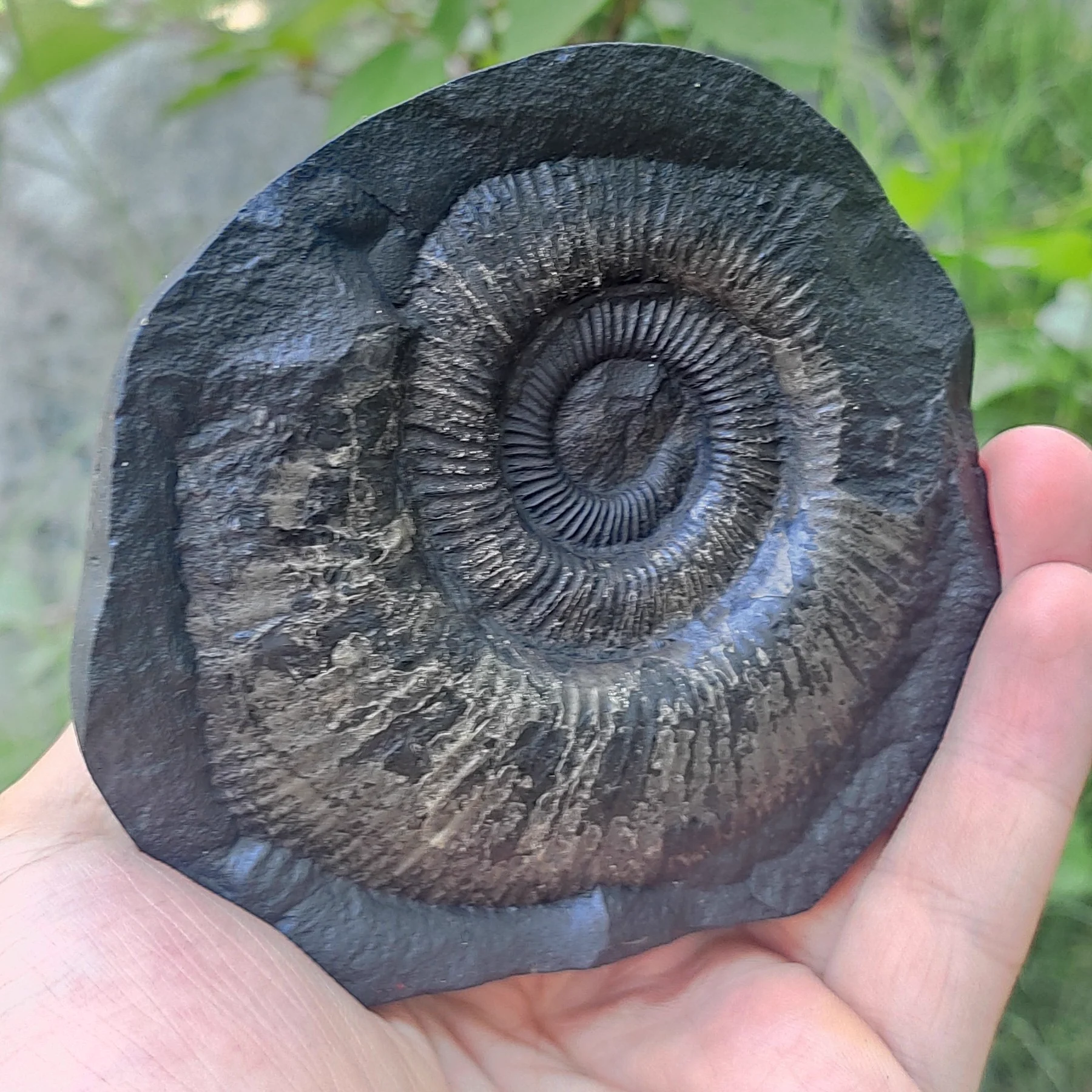 Lakshmi Narasimha Shaligram Murti — view 2