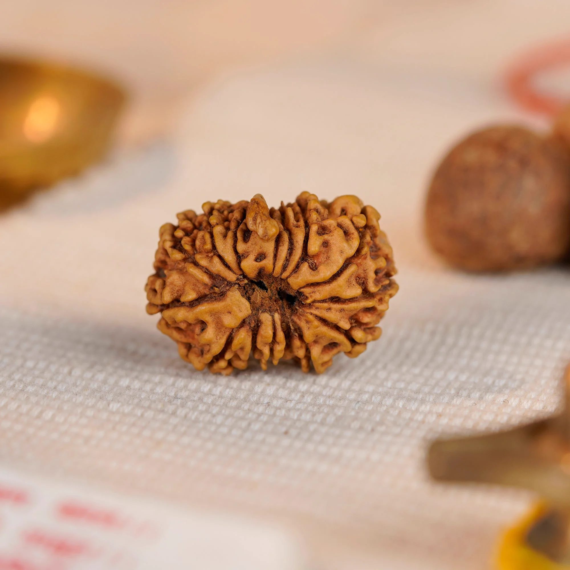 14 Mukhi Ganesh Rudraksha – Certified Original Indonesian (Java) Bead — Indonesia photo 3