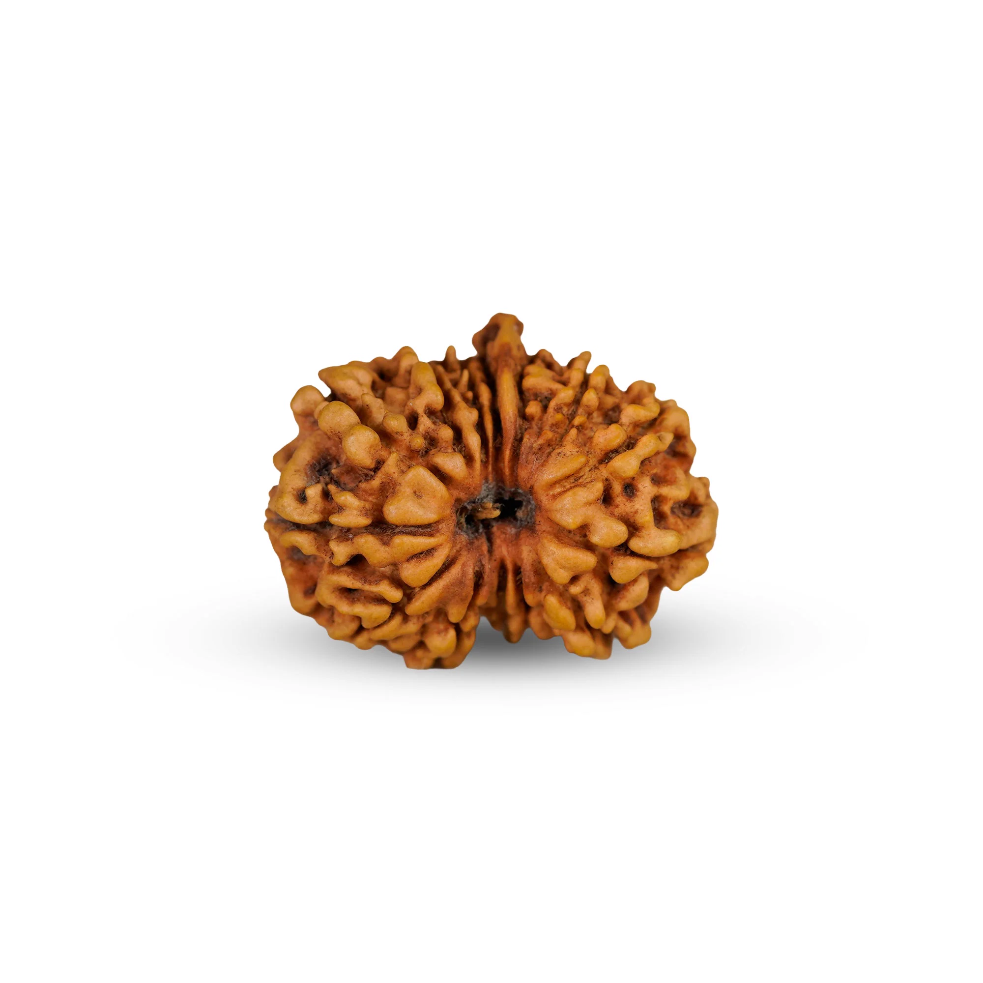 14 Mukhi Ganesh Rudraksha – Certified Original Indonesian (Java) Bead