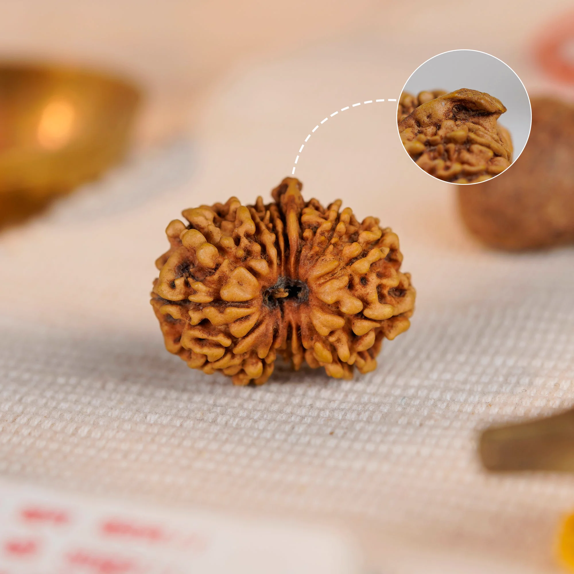 14 Mukhi Ganesh Rudraksha – Certified Original Indonesian (Java) Bead — Indonesia photo 2