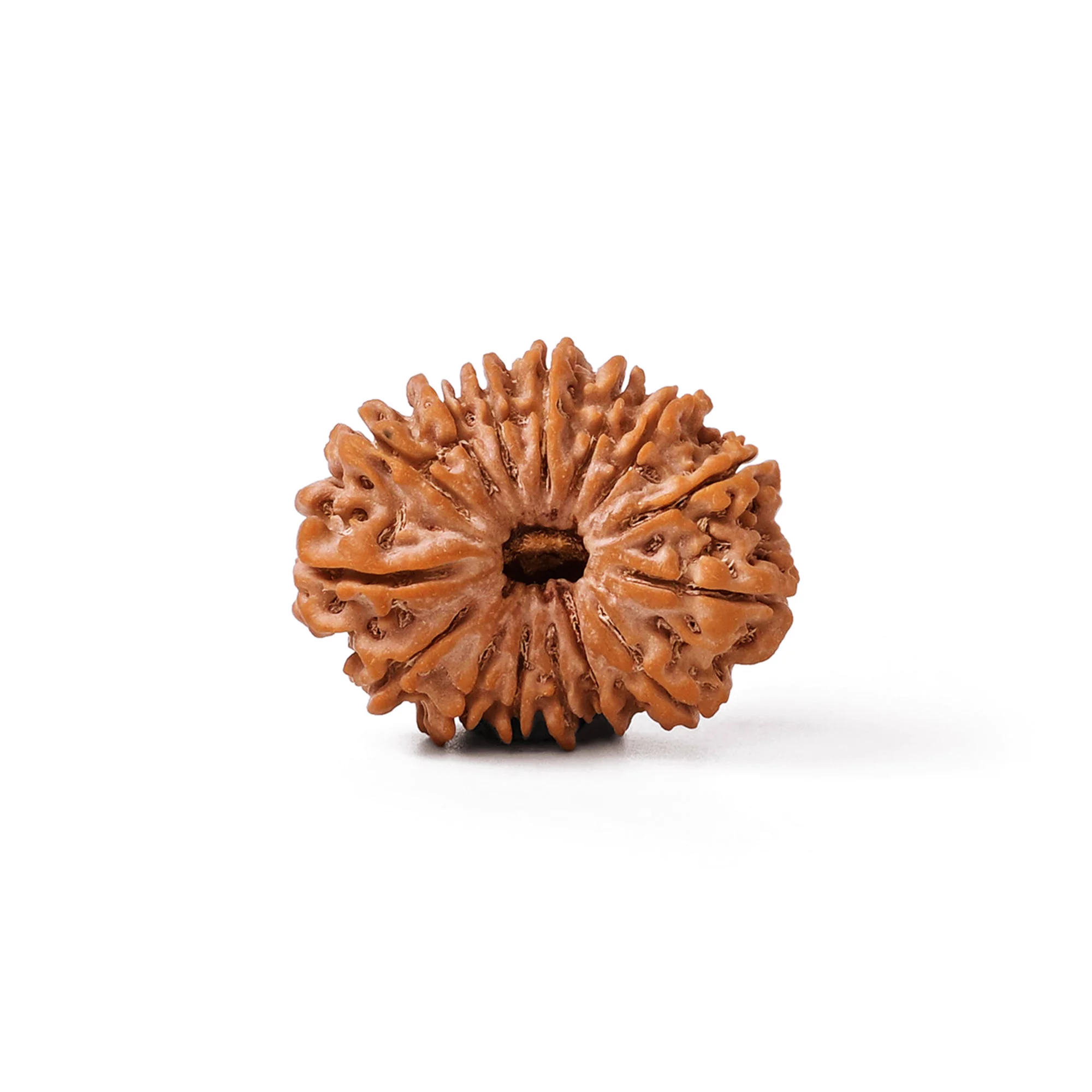 15 Mukhi Rudraksha – Original Nepali Collector Bead — Nepal photo 2