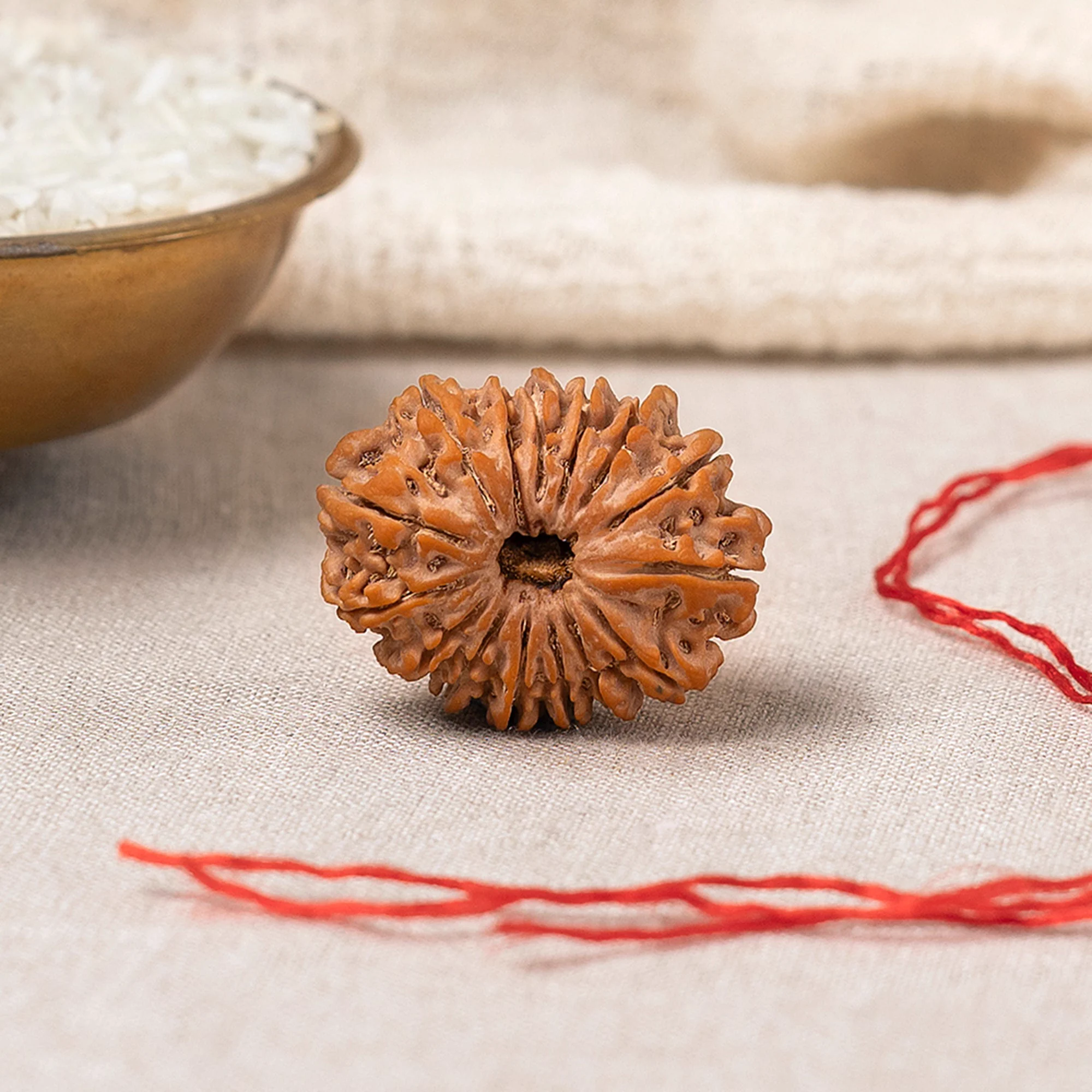 15 Mukhi Rudraksha – Original Nepali Collector Bead