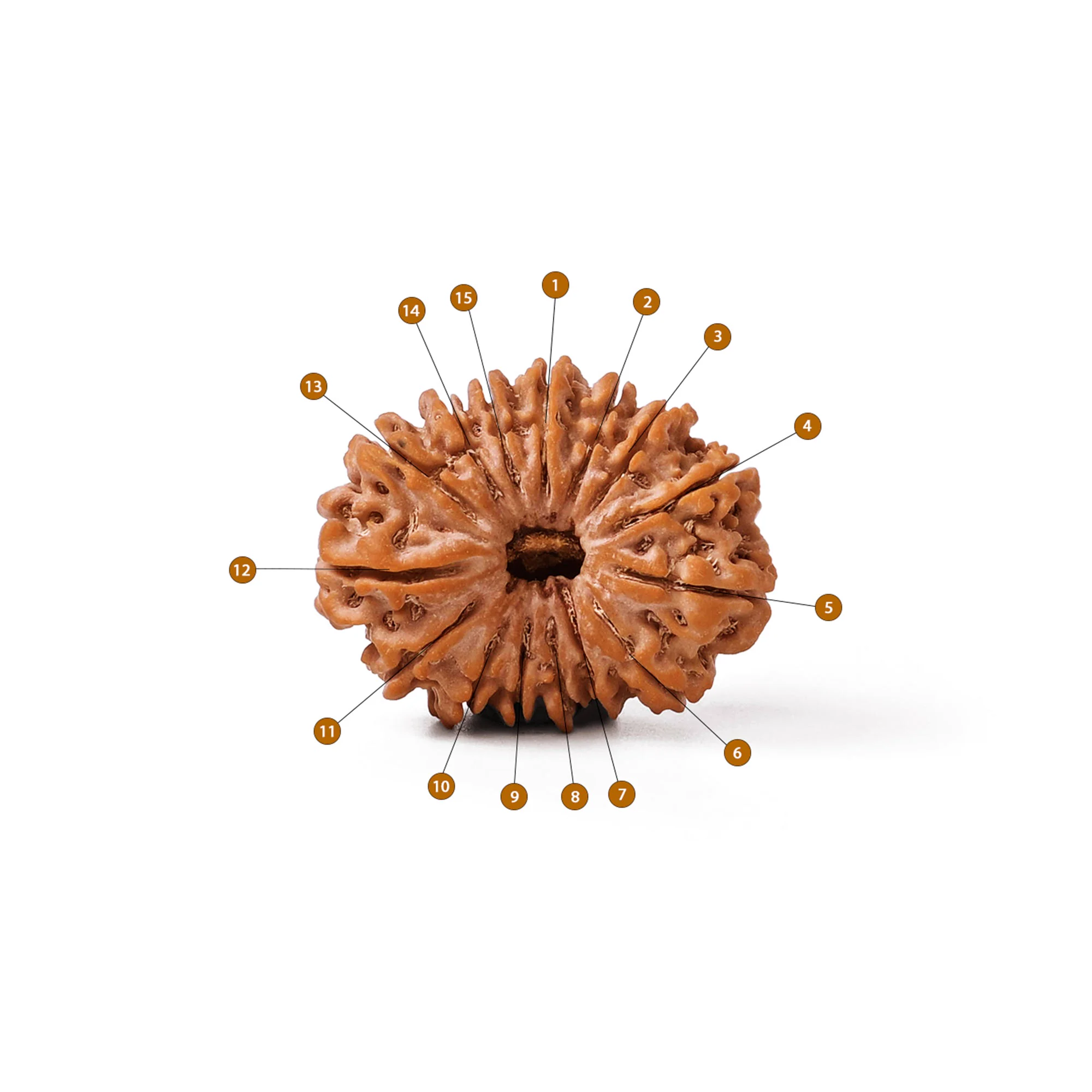 15 Mukhi Rudraksha – Original Nepali Collector Bead — Nepal photo 3
