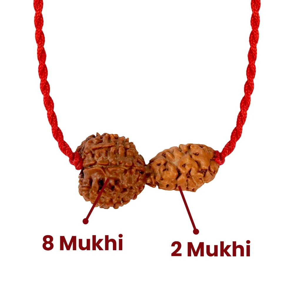 Chandra-Rahu Grahan Dosh Kavach – 2 & 8 Mukhi Rudraksha — Nepal photo 3