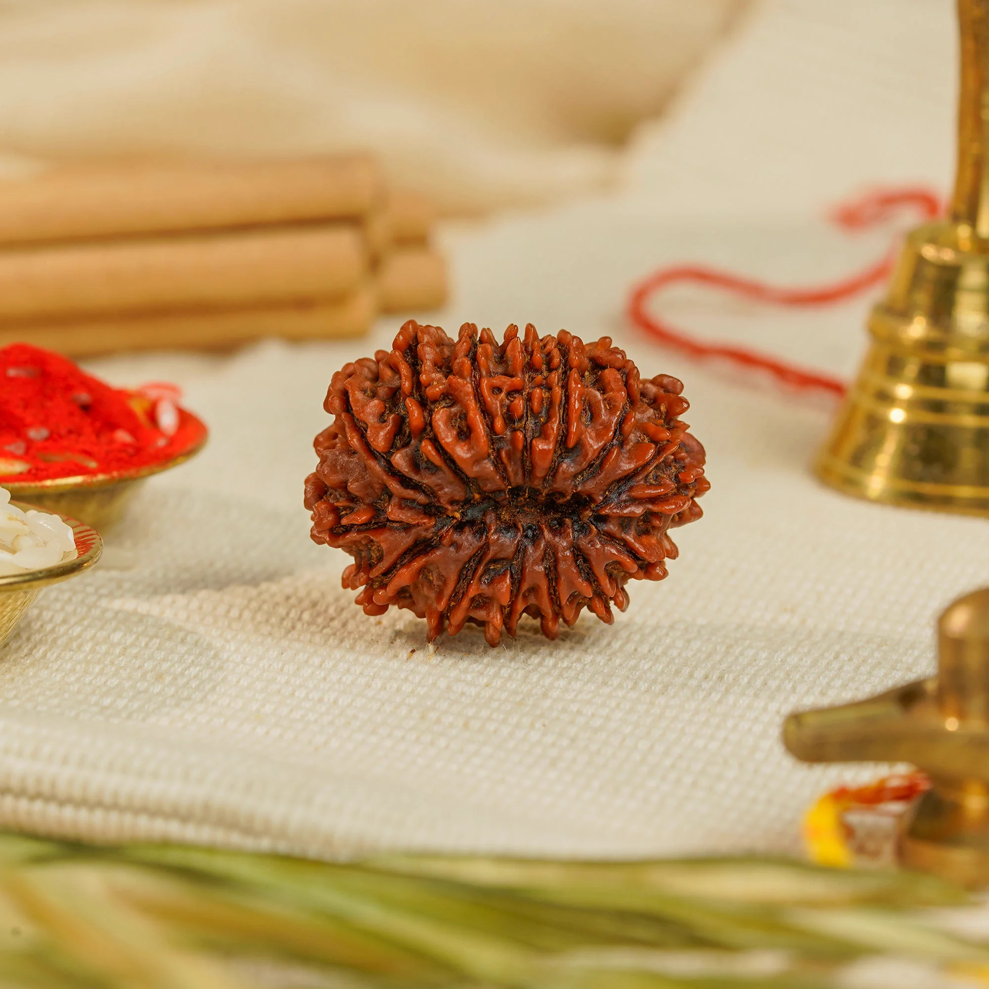 15 Mukhi Rudraksha – Original Nepali Collector Bead — Nepal photo 2