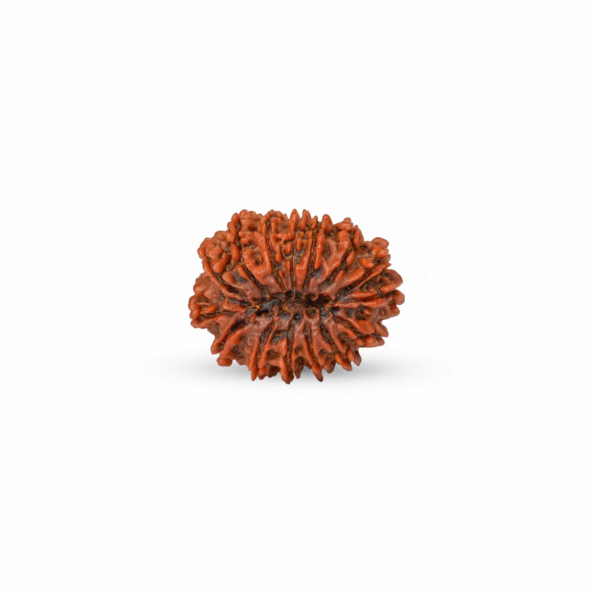 15 Mukhi Rudraksha – Original Nepali Collector Bead — Nepal photo 4