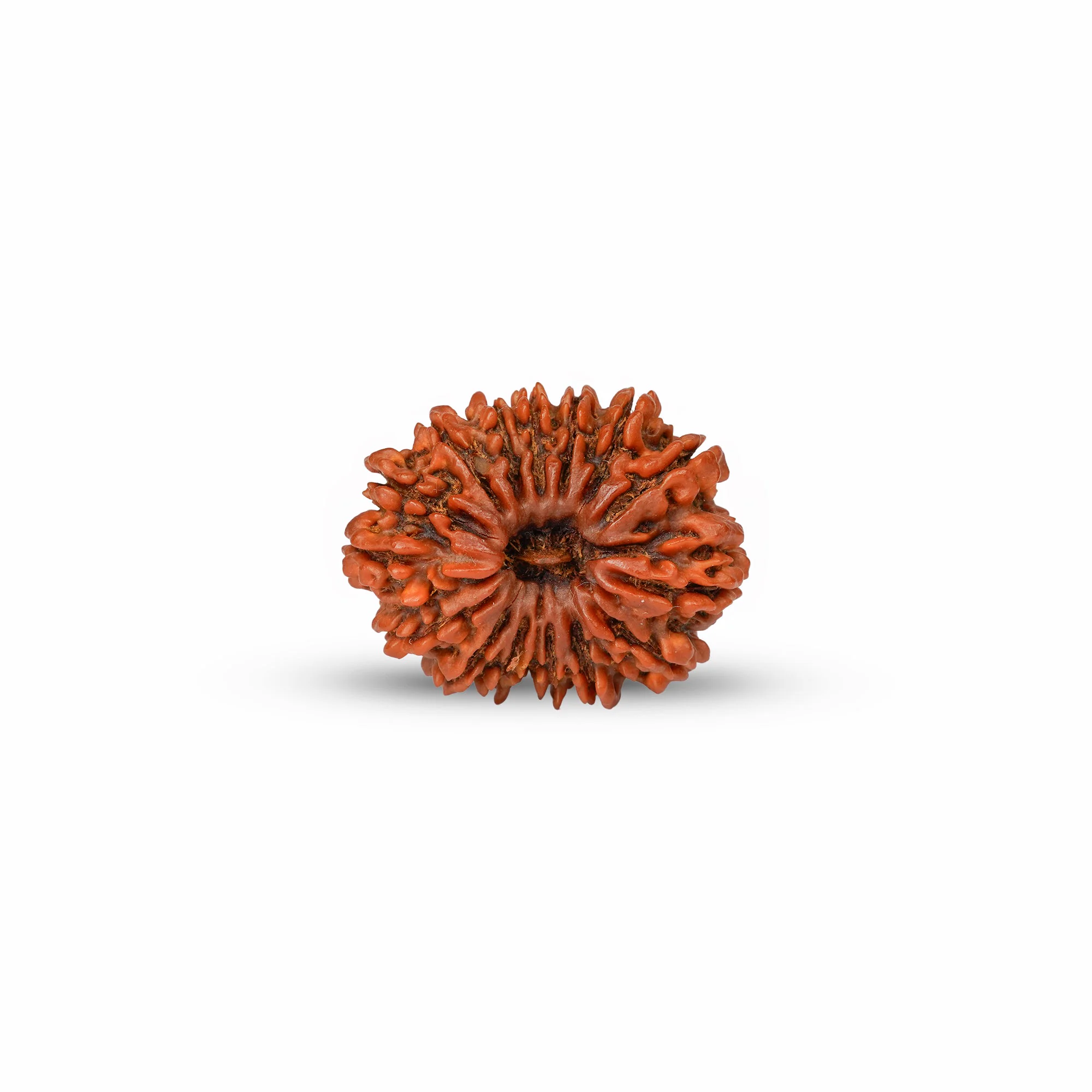 15 Mukhi Rudraksha – Original Nepali Collector Bead — Nepal photo 3
