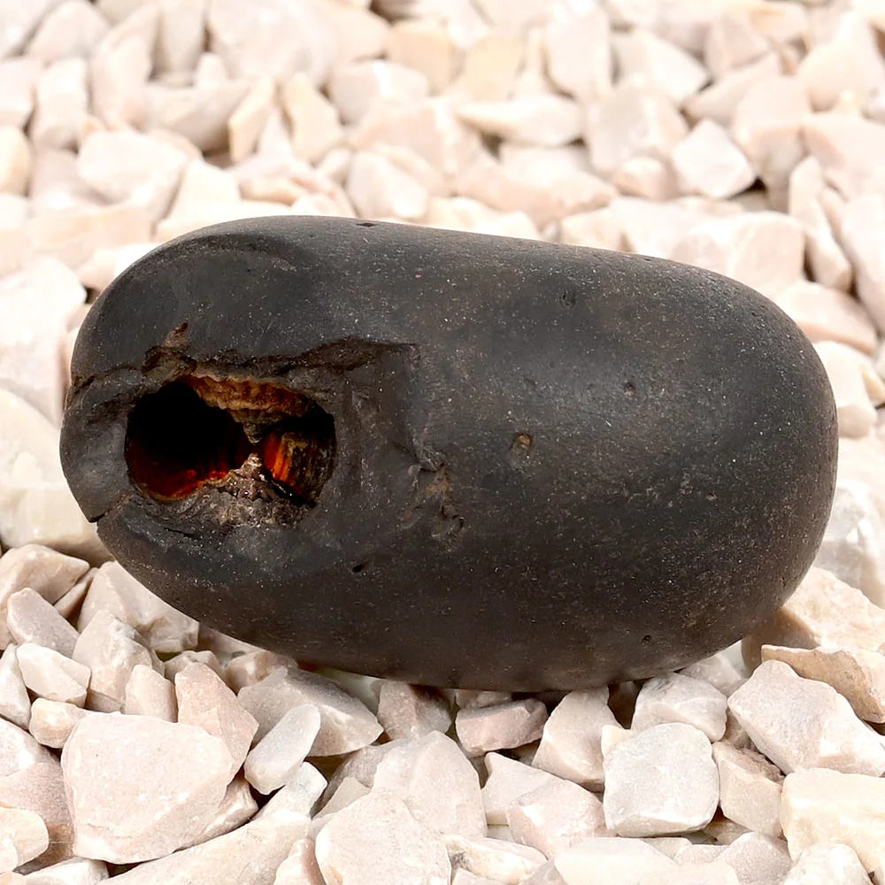 Laxmi Narsimha Shaligram Shila — 33 g
