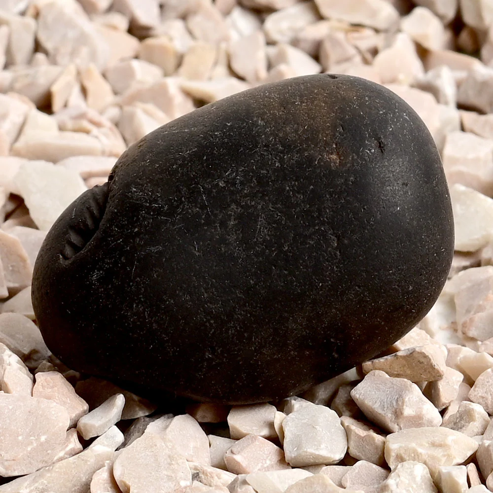 Laxmi Narsimha Shaligram Shila — 33 g — view 5