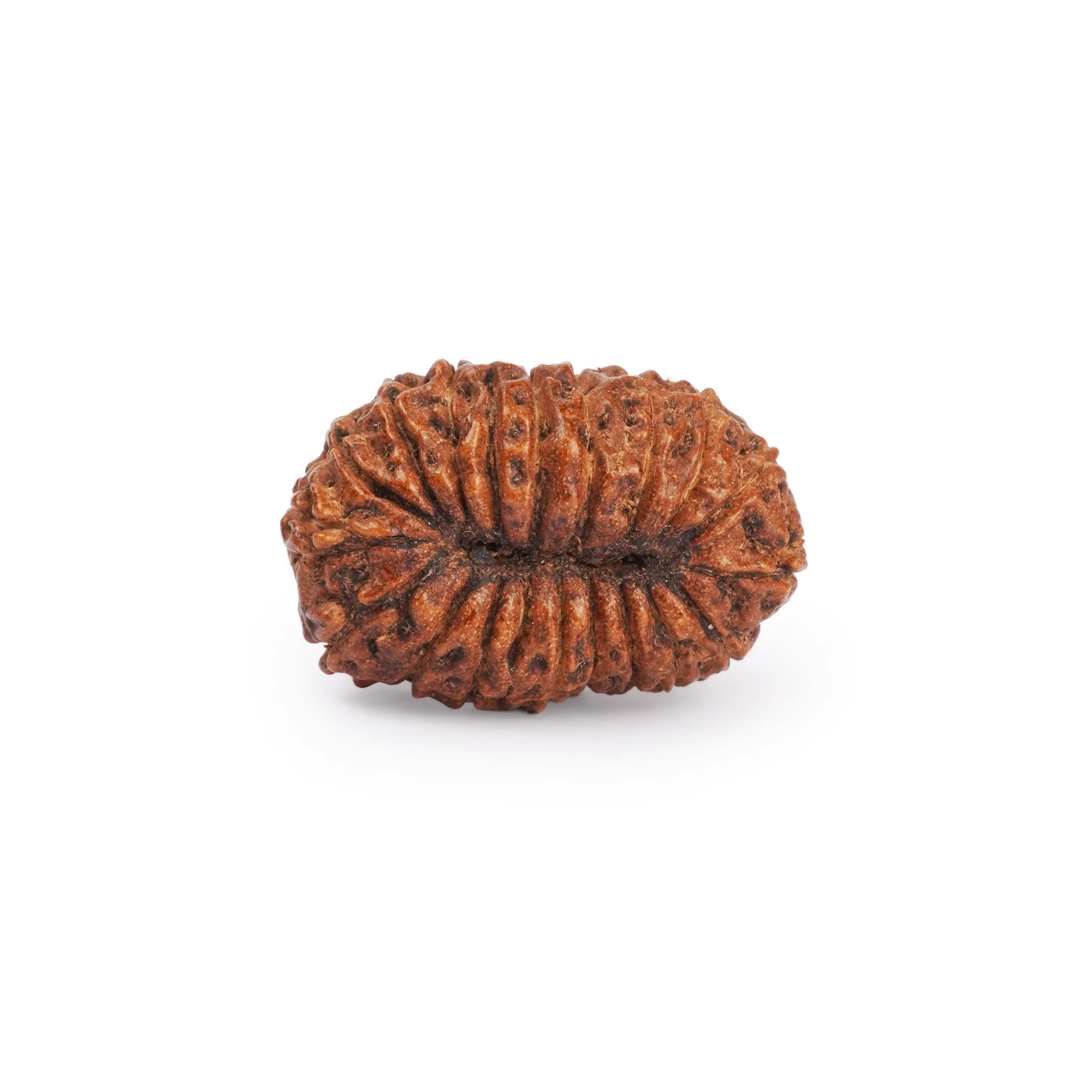 20 Mukhi Rudraksha – Original Nepali Collector Bead