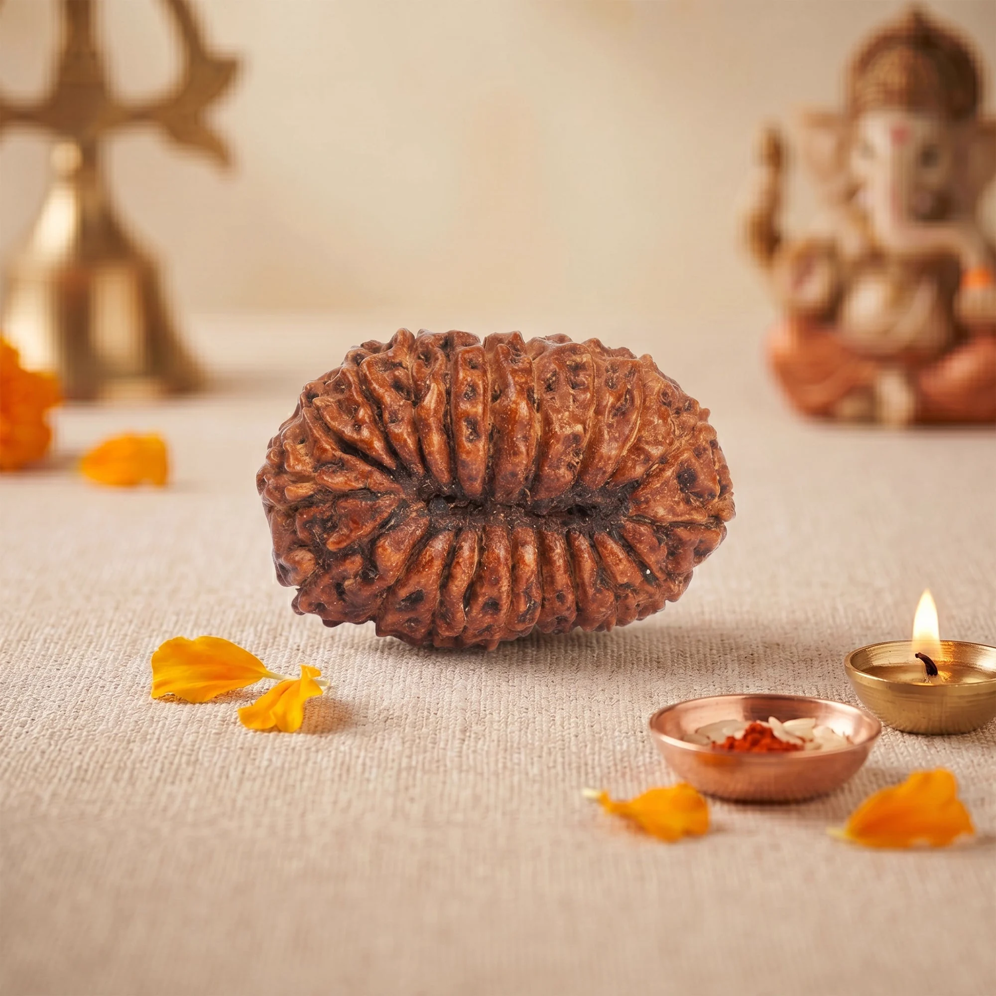 20 Mukhi Rudraksha – Original Nepali Collector Bead — Nepal photo 4