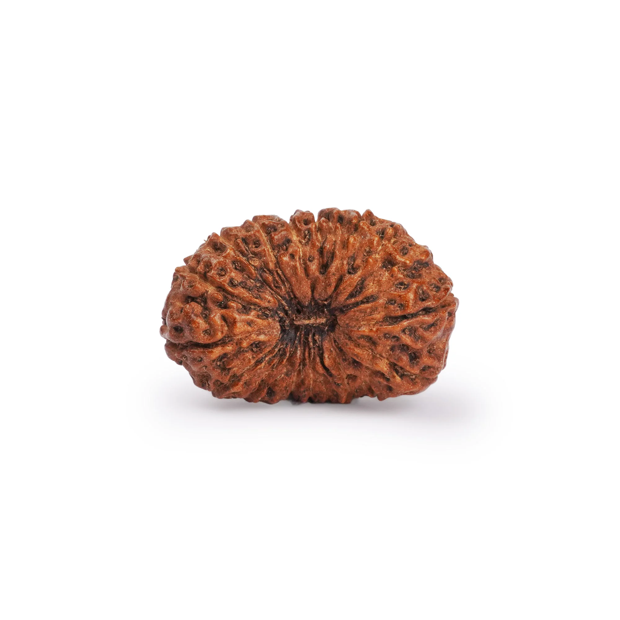 20 Mukhi Rudraksha – Original Nepali Collector Bead — Nepal photo 2