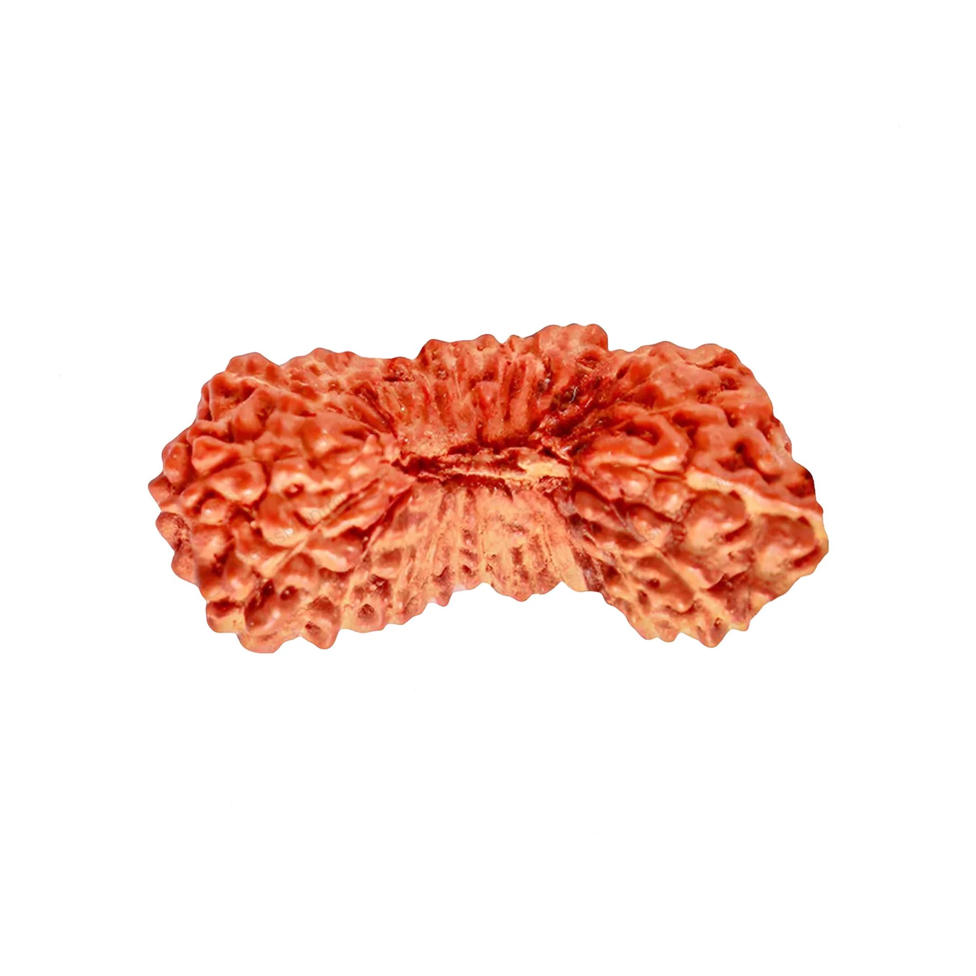 27 Mukhi Rudraksha – Original Indonesian (Java) Collector Bead — Indonesia photo 2