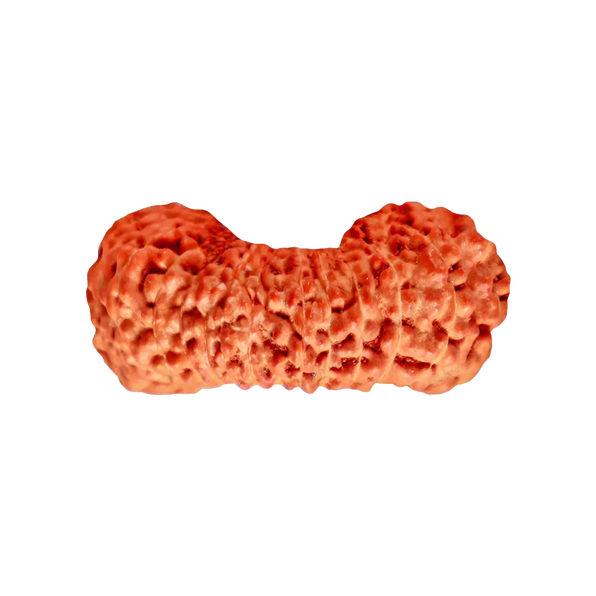 27 Mukhi Rudraksha – Original Indonesian (Java) Collector Bead — Indonesia photo 4