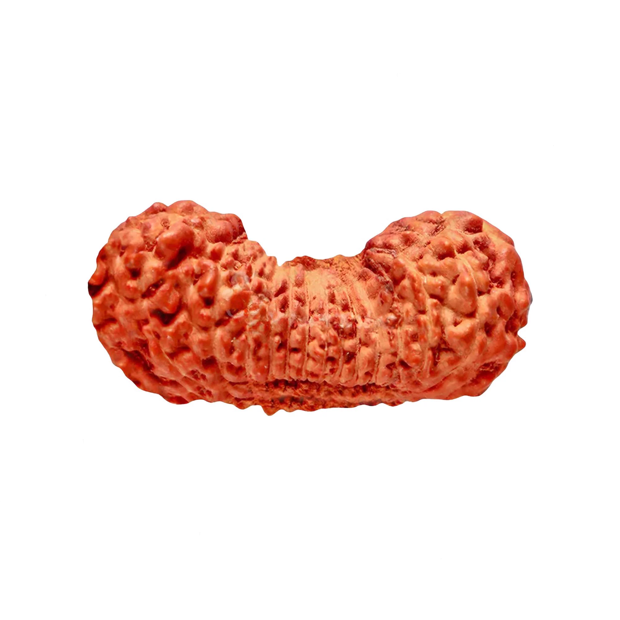 27 Mukhi Rudraksha – Original Indonesian (Java) Collector Bead — Indonesia photo 3