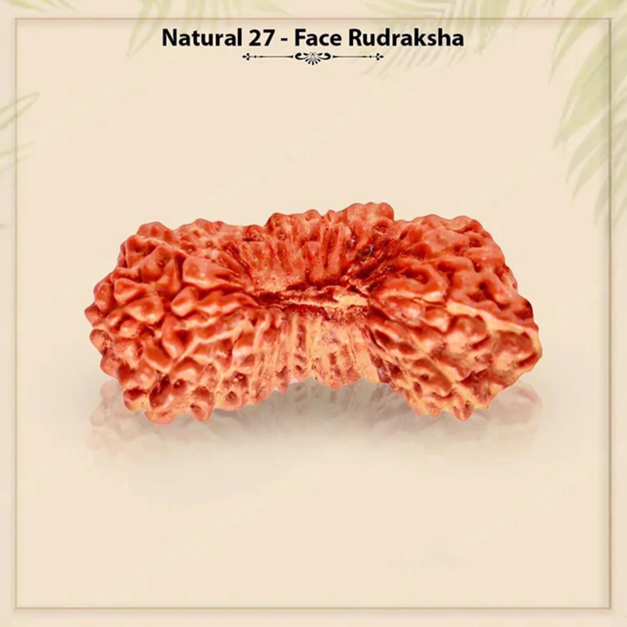 27 Mukhi Rudraksha – Original Indonesian (Java) Collector Bead — Indonesia photo 5