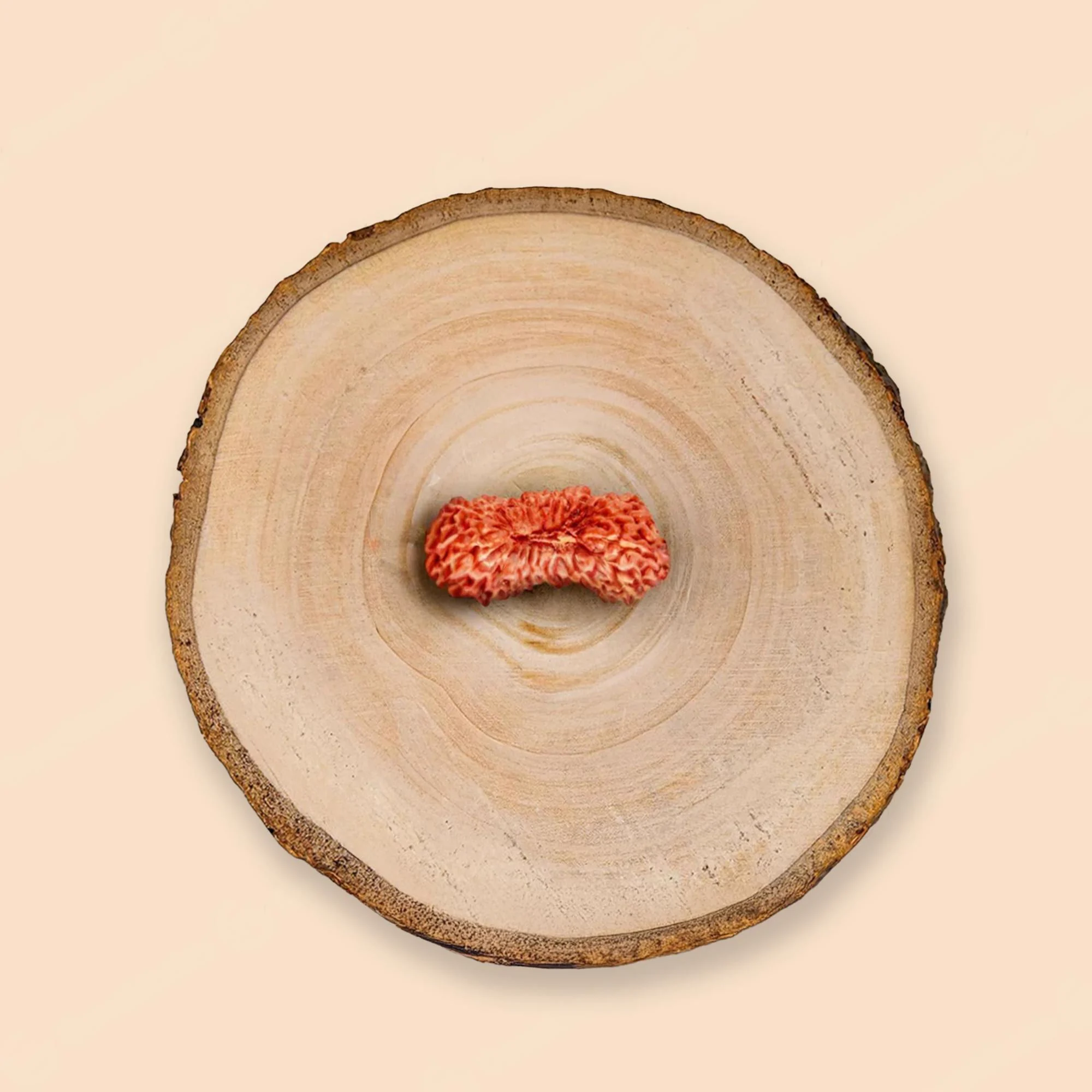 27 Mukhi Rudraksha – Original Indonesian (Java) Collector Bead