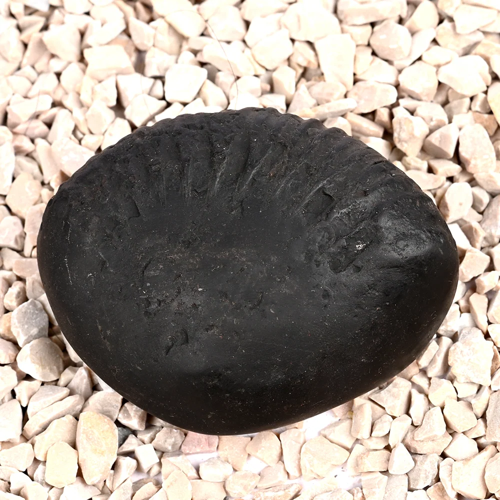 Kalpavriksha Laxmi Shaligram Shila — 120 g