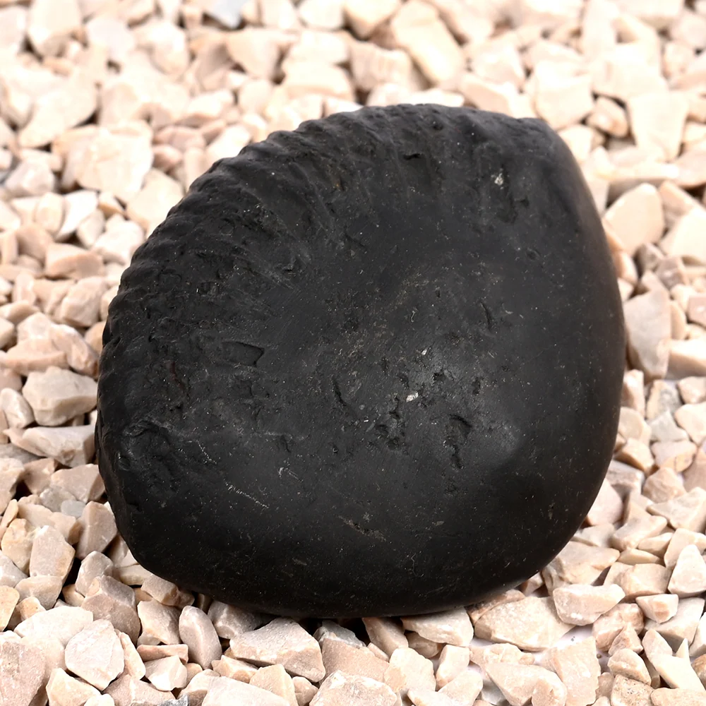Kalpavriksha Laxmi Shaligram Shila — 120 g — view 2