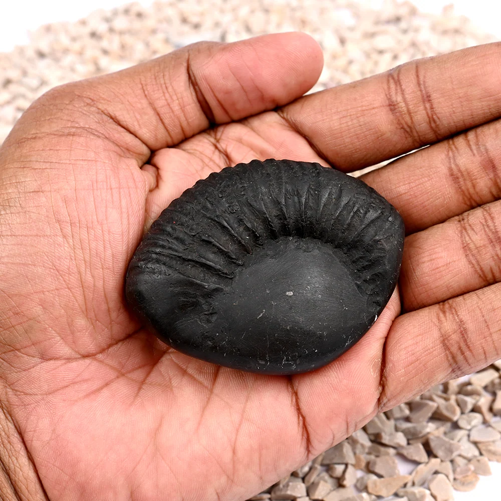 Kalpavriksha Laxmi Shaligram Shila — 120 g — view 3