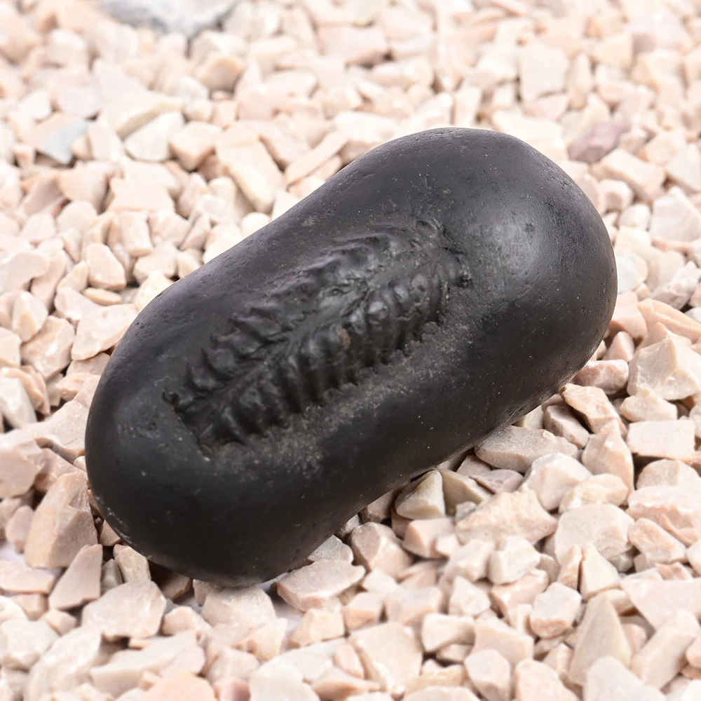 Hayagriva Shaligram Shila — 96 g