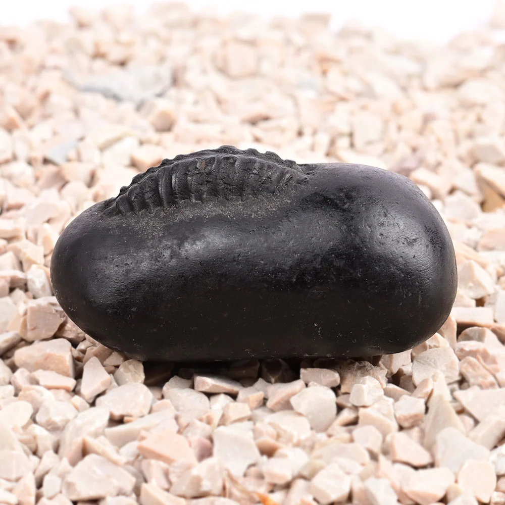 Hayagriva Shaligram Shila — 96 g — view 2