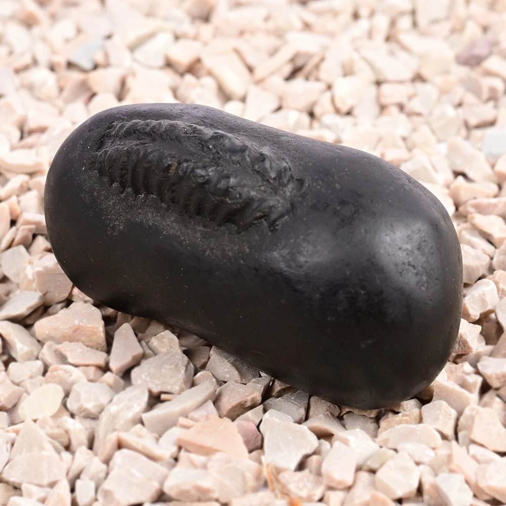 Hayagriva Shaligram Shila — 96 g — view 3