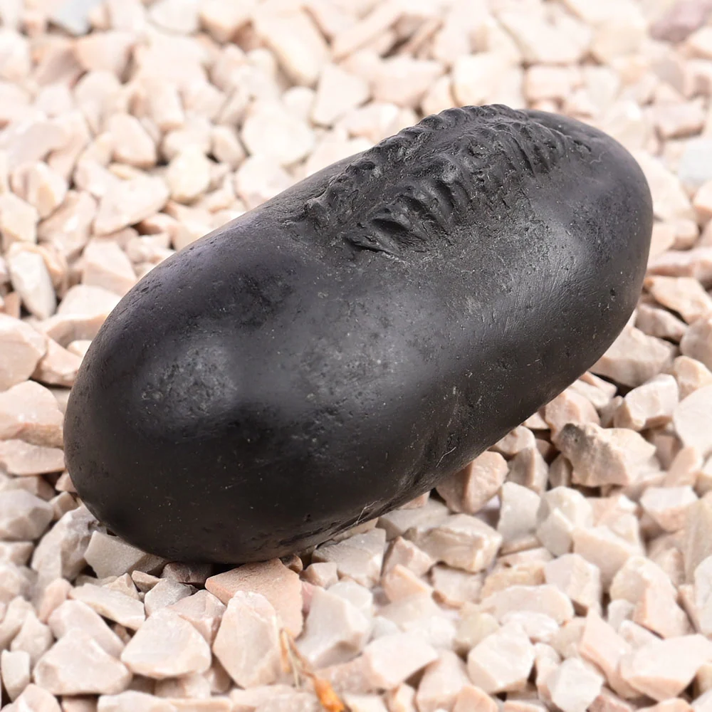 Hayagriva Shaligram Shila — 96 g — view 4