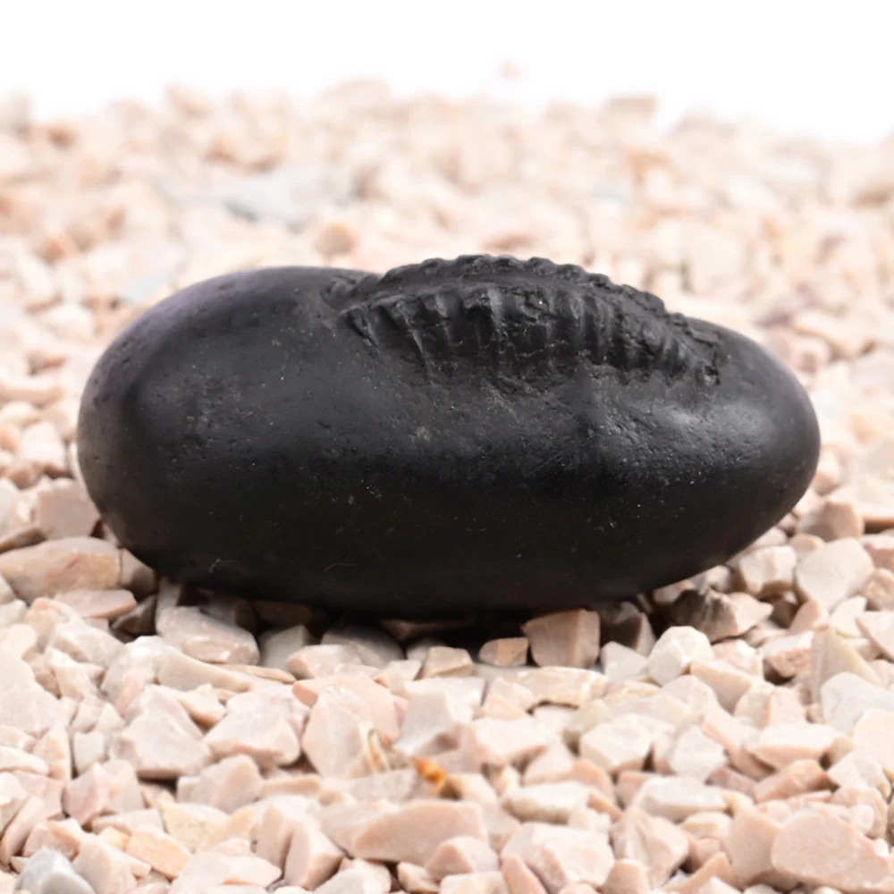 Hayagriva Shaligram Shila — 96 g — view 5