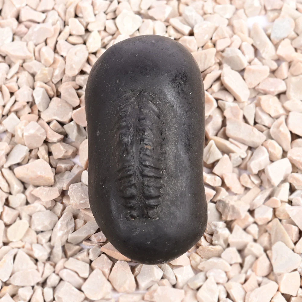 Hayagriva Shaligram Shila — 96 g — view 6